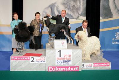 Best in Show 2010 European DogShow