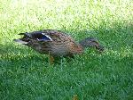 Aves
