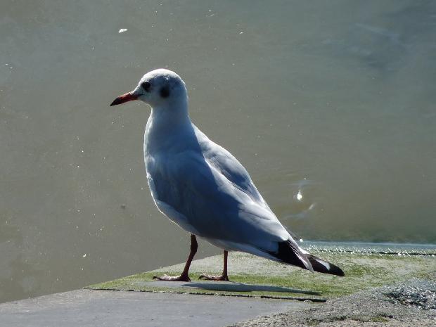 Larus ridibundus