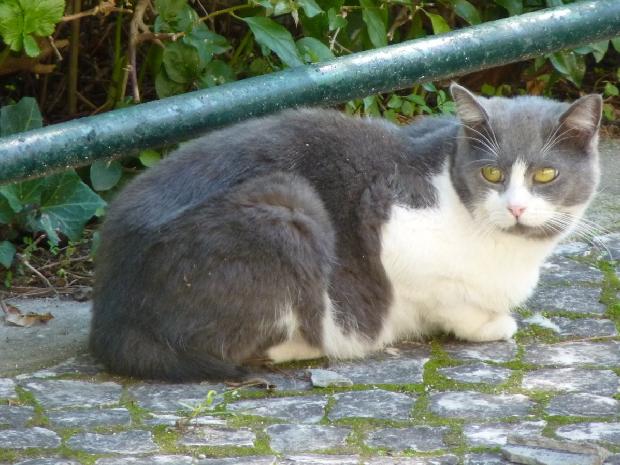 Gato
