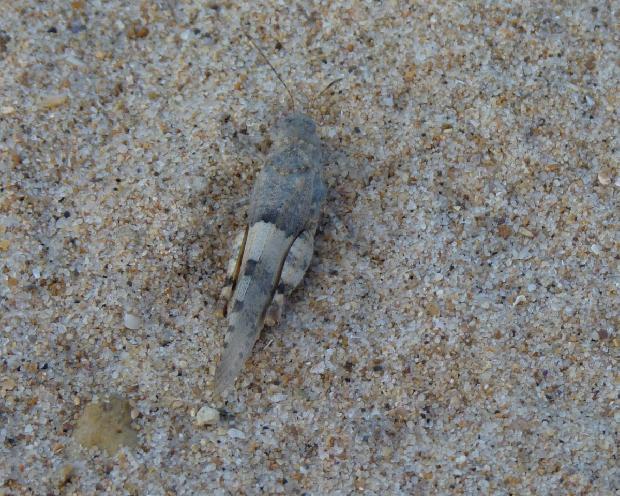 Gafanhoto-patas-azuis