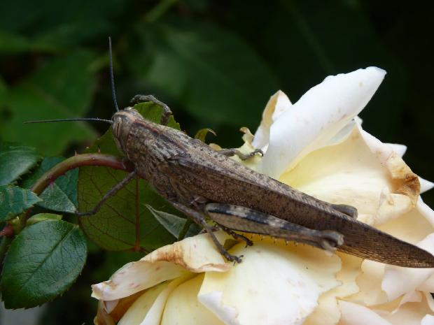 Anacridium aegyptium