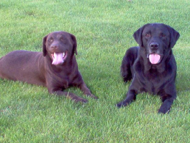 Retriever do Labrador