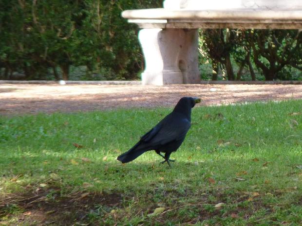 Corvus corax