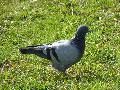 Pigeon