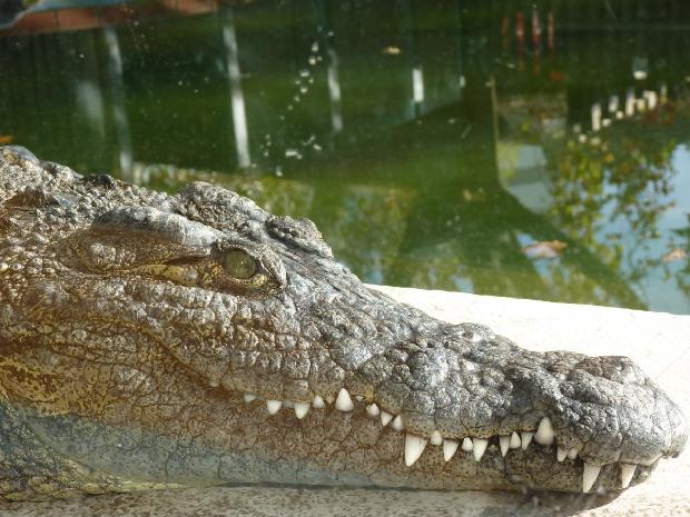 Nile crocodile