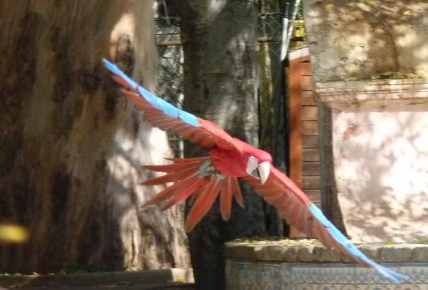 Red-and-green Macaw