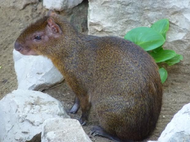 Agouti