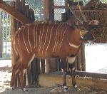 Animais selvagens
