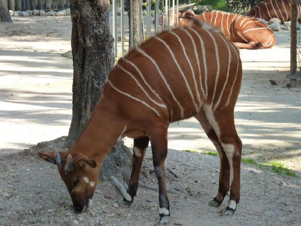 Tragelaphus eurycerus isaaci