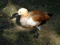 Pato-ferrugíneo