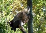 Aves