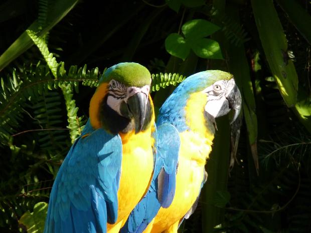 Arara-azul-e-amarela