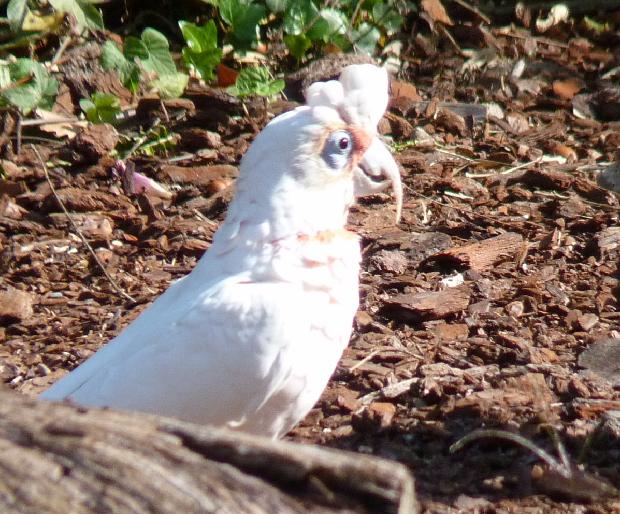 Catatua-de-bico-comprido