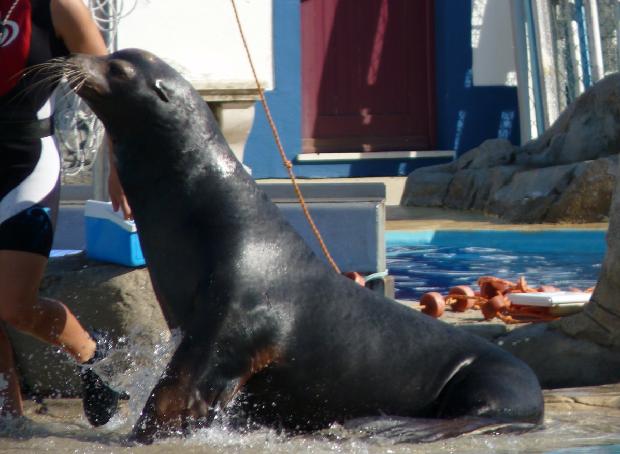 Leões-marinhos - Zoológico de Lisboa