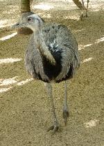 Nandu
