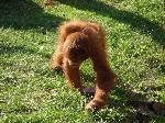 Orangotango <i> (Pongo pygmaeus) </i>