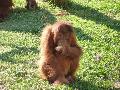 Pongo pygmaeus
