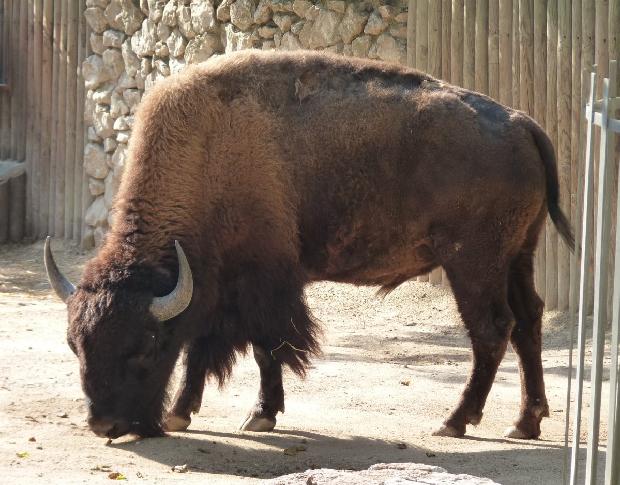 Bisonte-americano