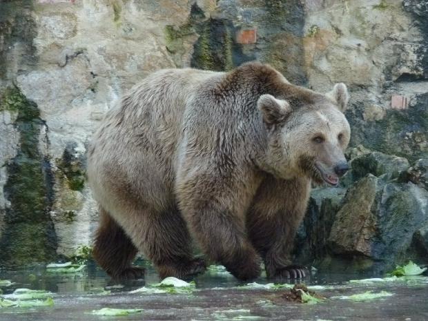 Urso-pardo