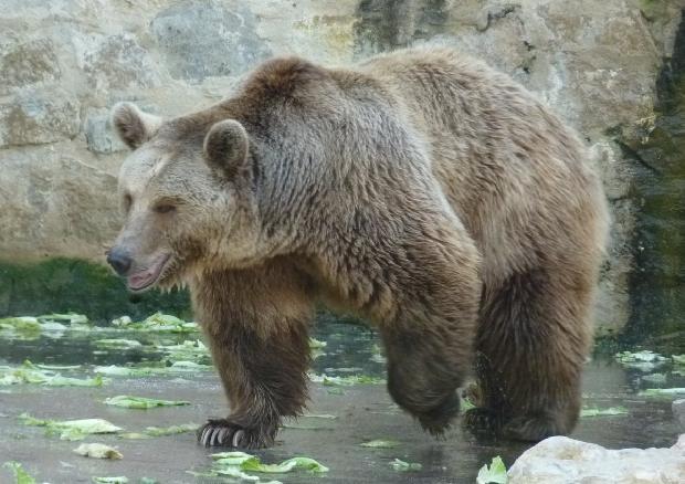 Ursus arctos