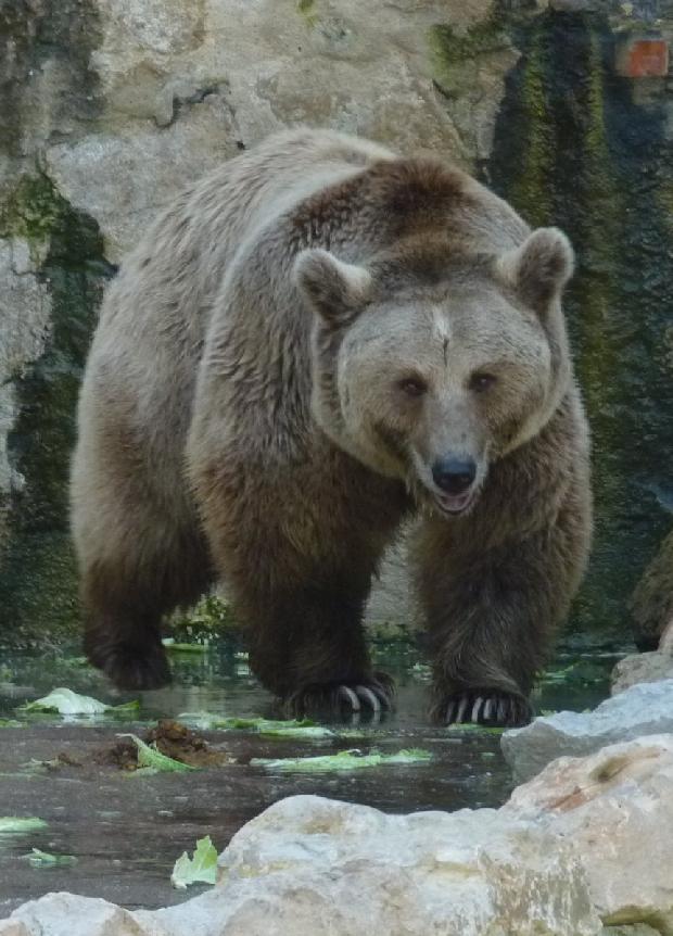 Ursus arctos