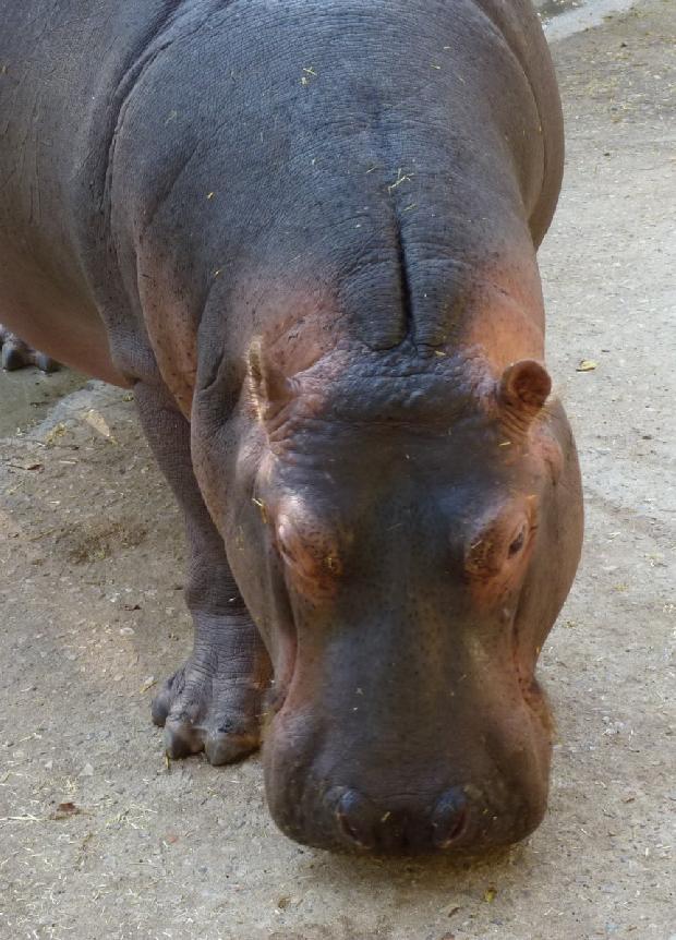 Hipopótamo