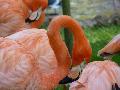 Phoenicopterus ruber ruber