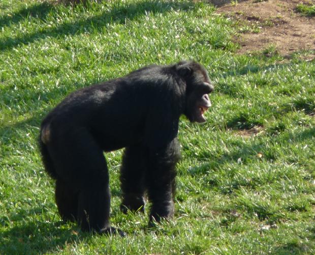 Chimpanzé
