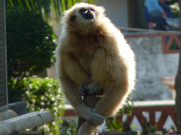 Gibão-de-mãos-brancas