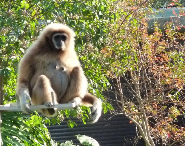 Gibão-de-mãos-brancas