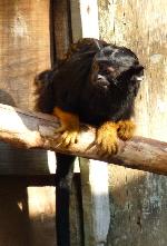 Saguim-de-mãos-douradas <i>(Saguinus midas)</i>