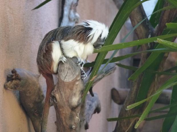 Saguim-cabeça-de-algodão