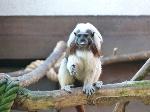 Saguim-cabeça-de-algodão <i>(Saguinus oedipus)</i>