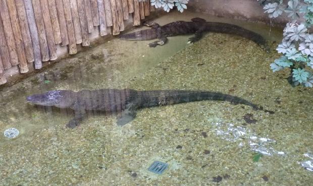 Aligator-do-Mississipi