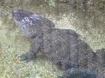 Aligátor-do-Mississipi <i>(Alligator mississippiensis)</i>