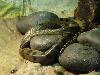 Anaconda <i>(Eunectes murinus)</i>