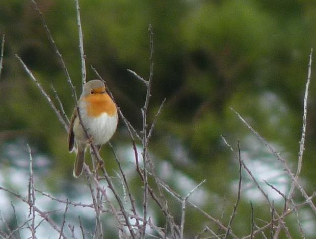 Pisco-de-peito-ruivo