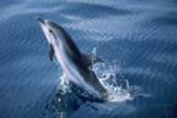 Golfinho riscado