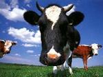 Vaca clonada já produz leite semelhante ao humano