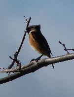 Aves