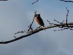 Aves