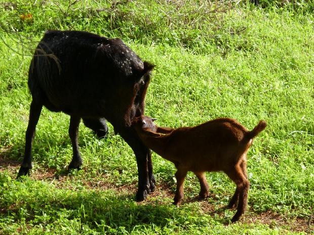 Cabra e cabrito