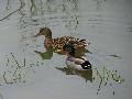 Casal de patos-reais
