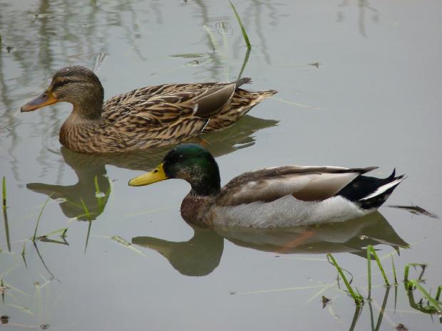 Casal de patos-reais