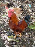 Animais de quinta