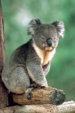 Koalas podem desaparecer dentro de 30 anos