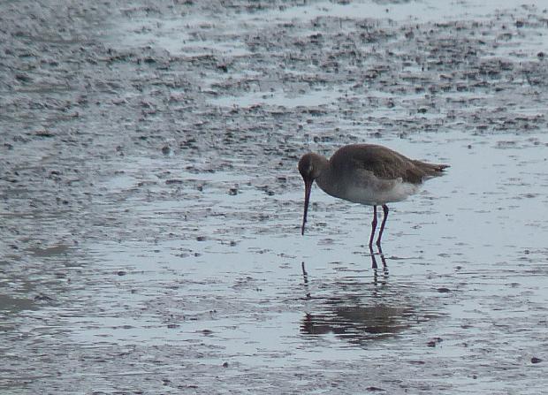 Maçarico-de-bico-direito