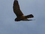 Aves