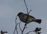 Aves